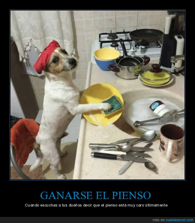 perro,lavar,platos
