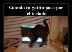 Enlace a Es el nuevo 