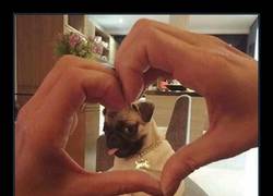 Enlace a No me tientes, bribón