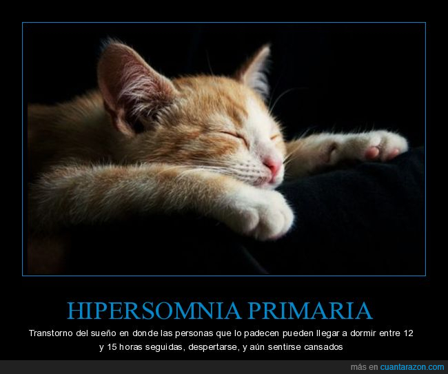 hipersomnia primaria,gato,dormir