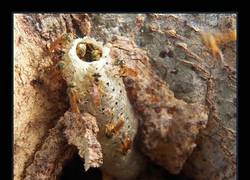 Enlace a Nuestras abejas aliadas