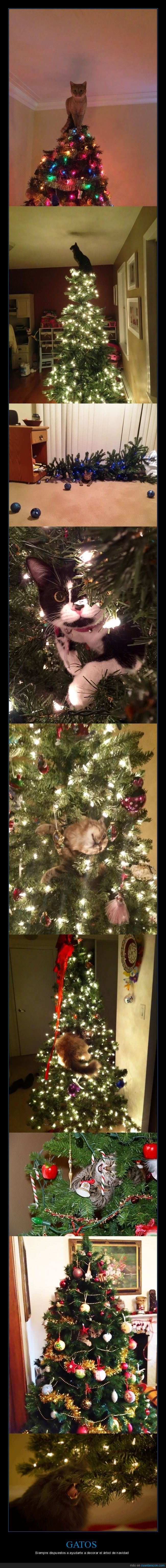 gatos,árboles de navidad,navidad