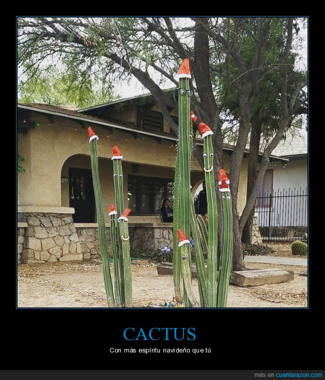 cactus,decoraciòn,navidad