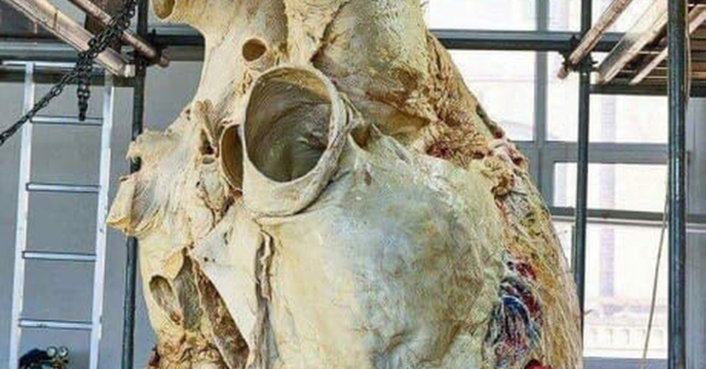 Cuanto Pesa El Corazon De Una Ballena Este es el aspecto de un corazón de ballena azul