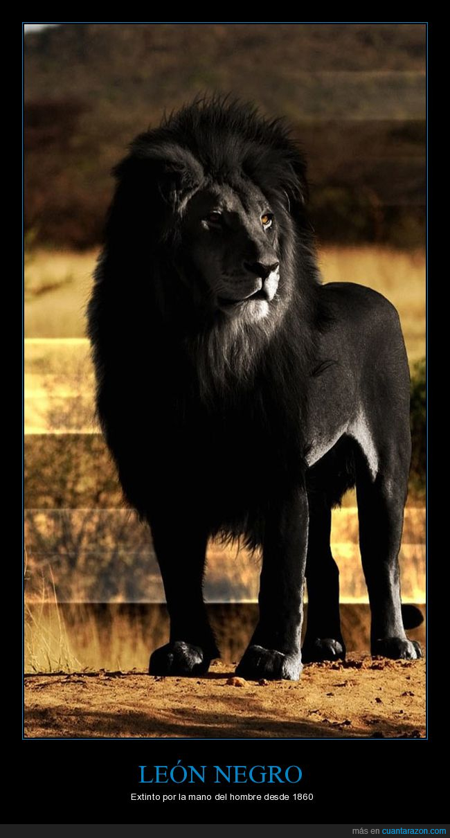 león negro,extinto,león