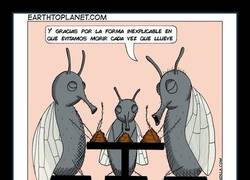 Enlace a Moscas bendiciendo la mesa