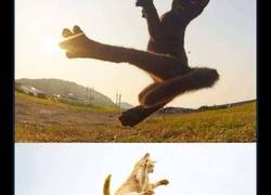 Enlace a Gatos ninja captados mientras practican sus técnicas de combate