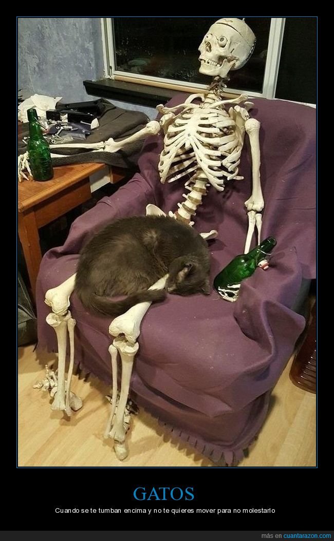 gato,tumbado,encima,esqueleto