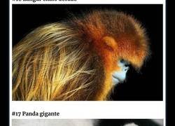 Enlace a Este fotógrafo pasó 2 años fotografiando animales que pronto podría extinguirse