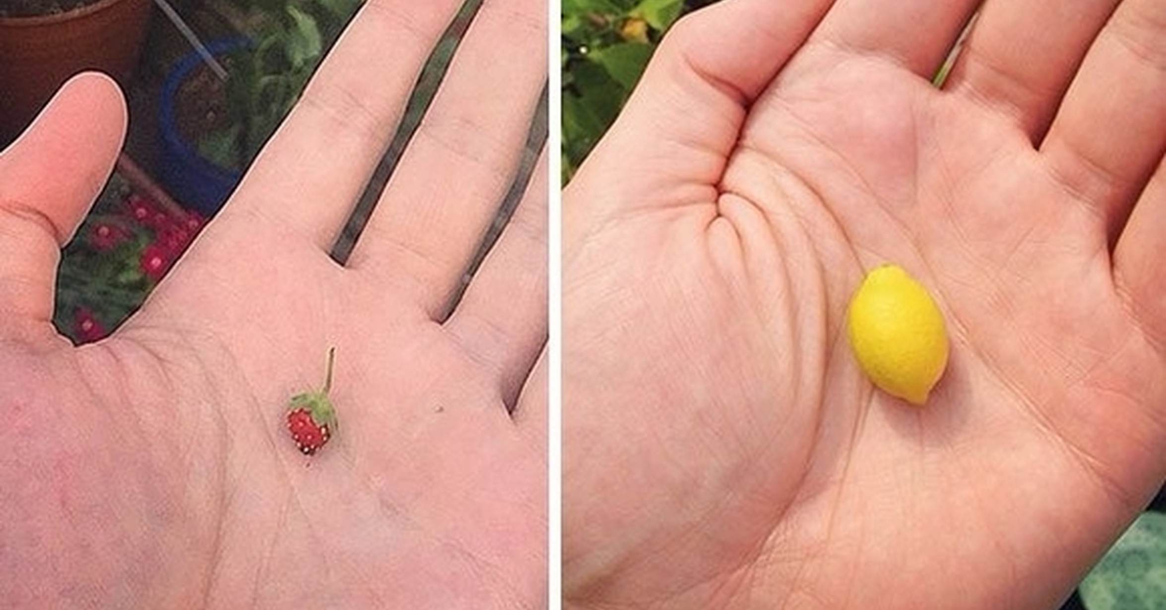 Человек. Человек которому повезло делал то. Люди которым повезло меньше. Самый маленький лимон. Человек которому везло.