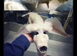 Enlace a Un pescador de aguas profundas crea en Instagram una galería de ‘monstruos marinos’