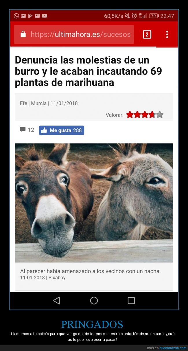 burros,marihuana,policía,fail