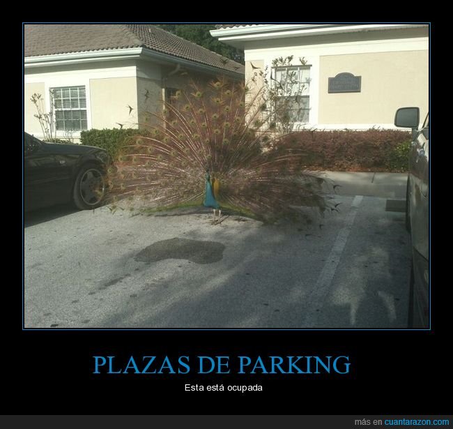 aparcamiento,parking,pavo real,wtf