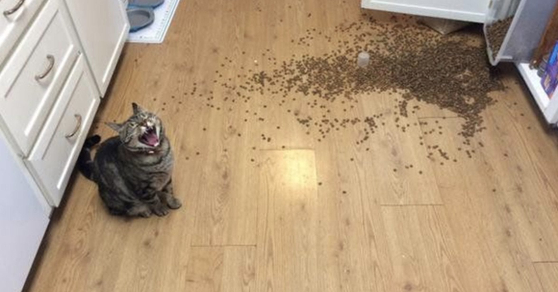 кот скидывает стакан со стола