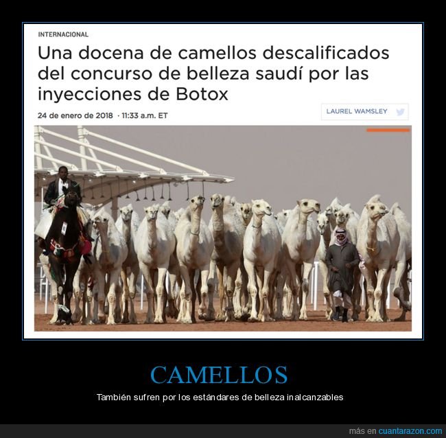camellos,botox,arabia saudí,concurso
