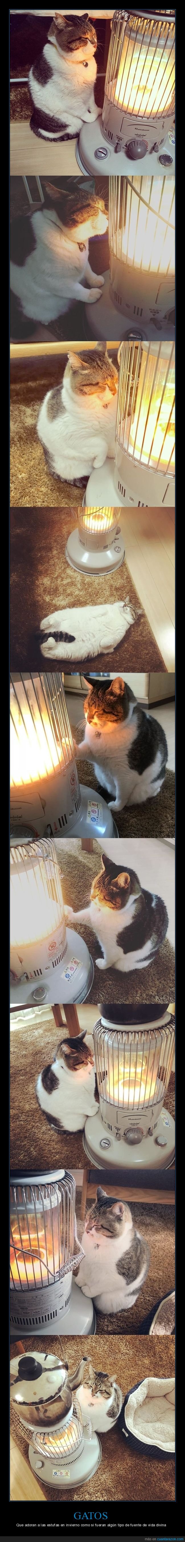 gato,estufa,frío,calor