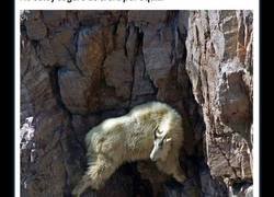 Enlace a Cabras empeñadas en demostrar que la gravedad no existe para ellas