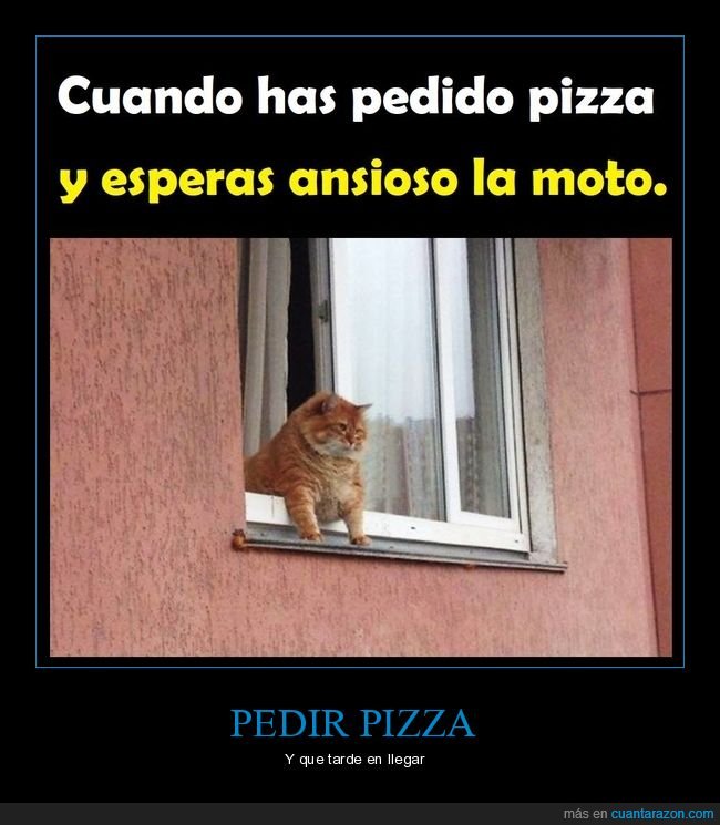 gato,ventana,esperando,pizza