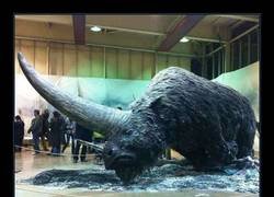 Enlace a Conoce al elasmoterio o unicornio gigante