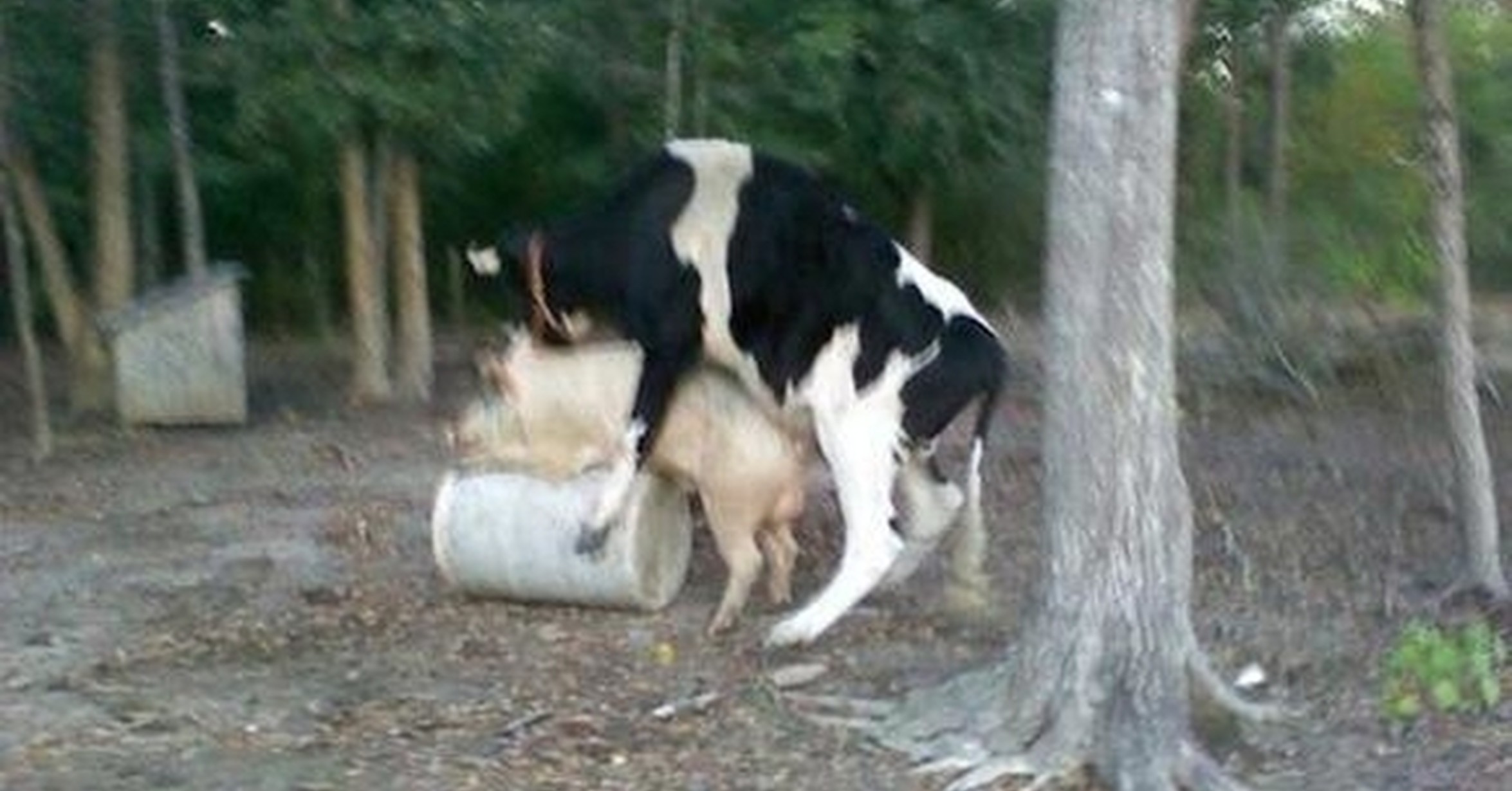 видео как бык трахает корову фото 95
