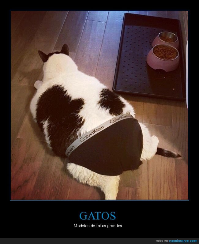 gato,gordo,calzoncillos