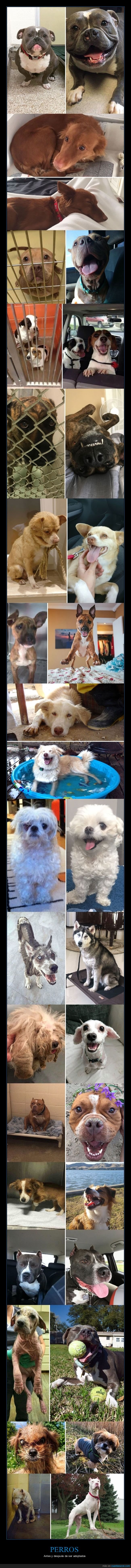 perros,antes,después,adoptados