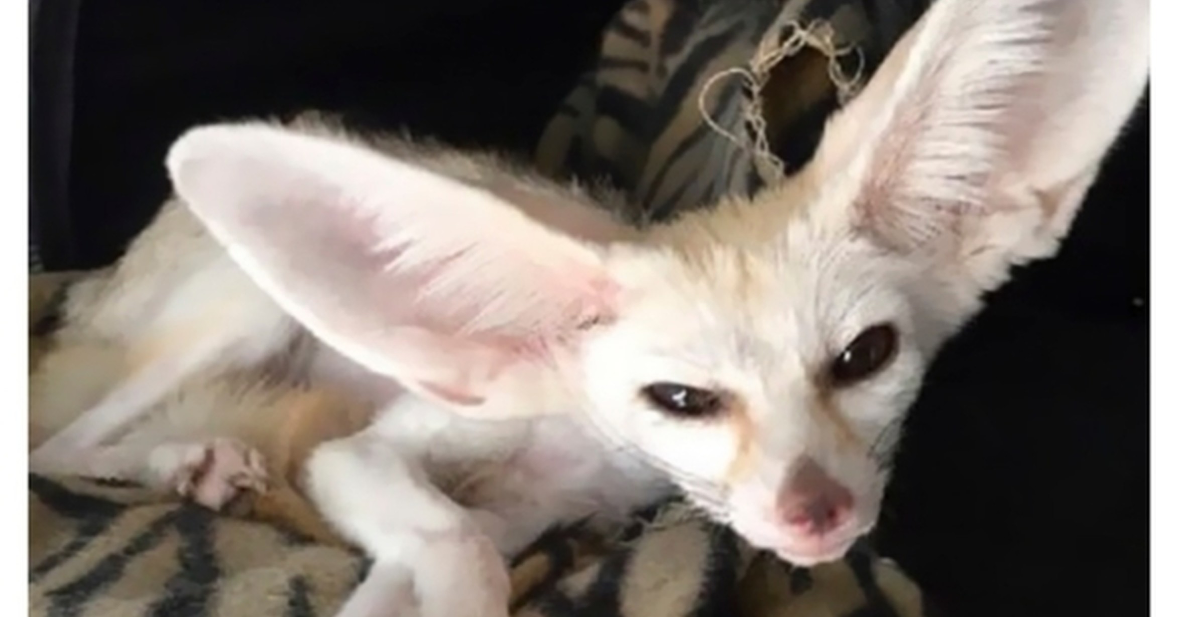 dieta del zorro fennec