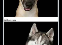 Enlace a Este fotógrafo hace retratos de perros que son perfectamente imperfectos