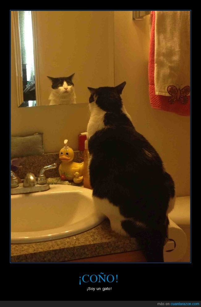 gato,mirándose,espejo