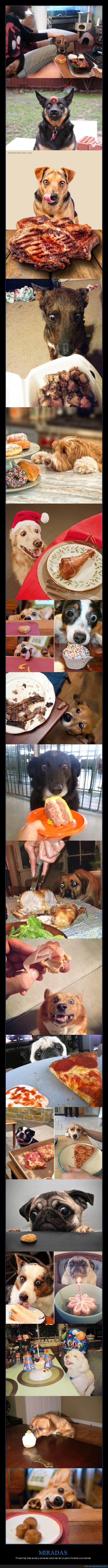 perros,mirando,comida