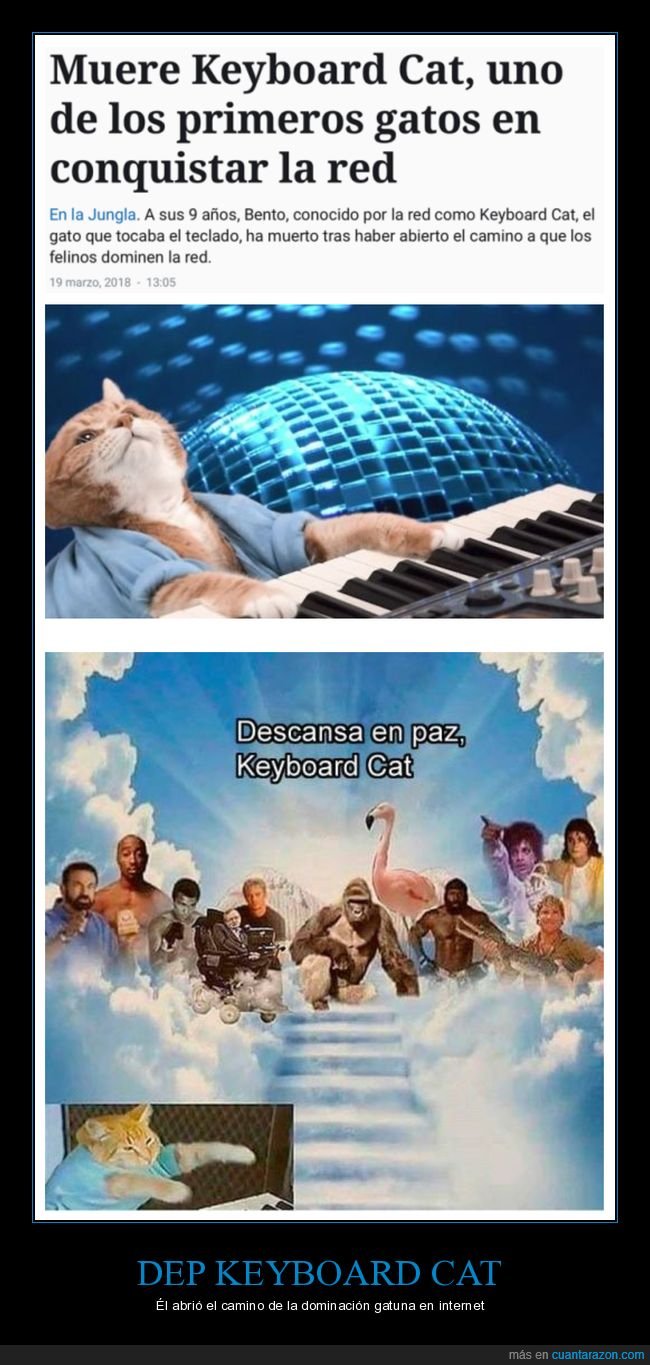 keyboard cat,gato,muerte