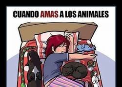 Enlace a Consecuencias de tener demasiadas mascotas
