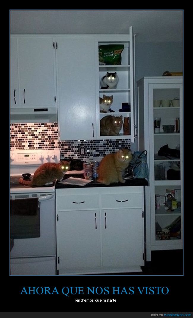 gatos,cocina,ojos