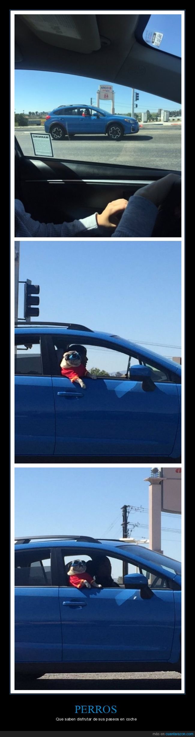 perro,carlino,gafas,coche