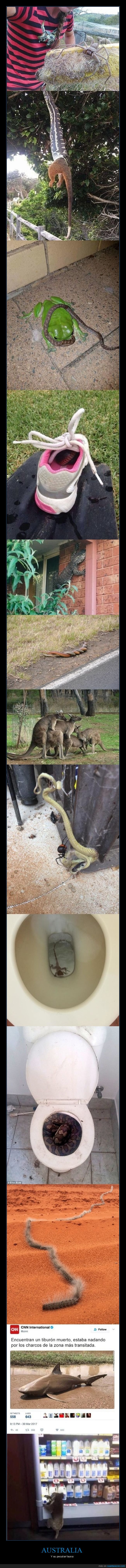 australia,animales