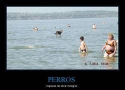 Enlace a El mesías perruno