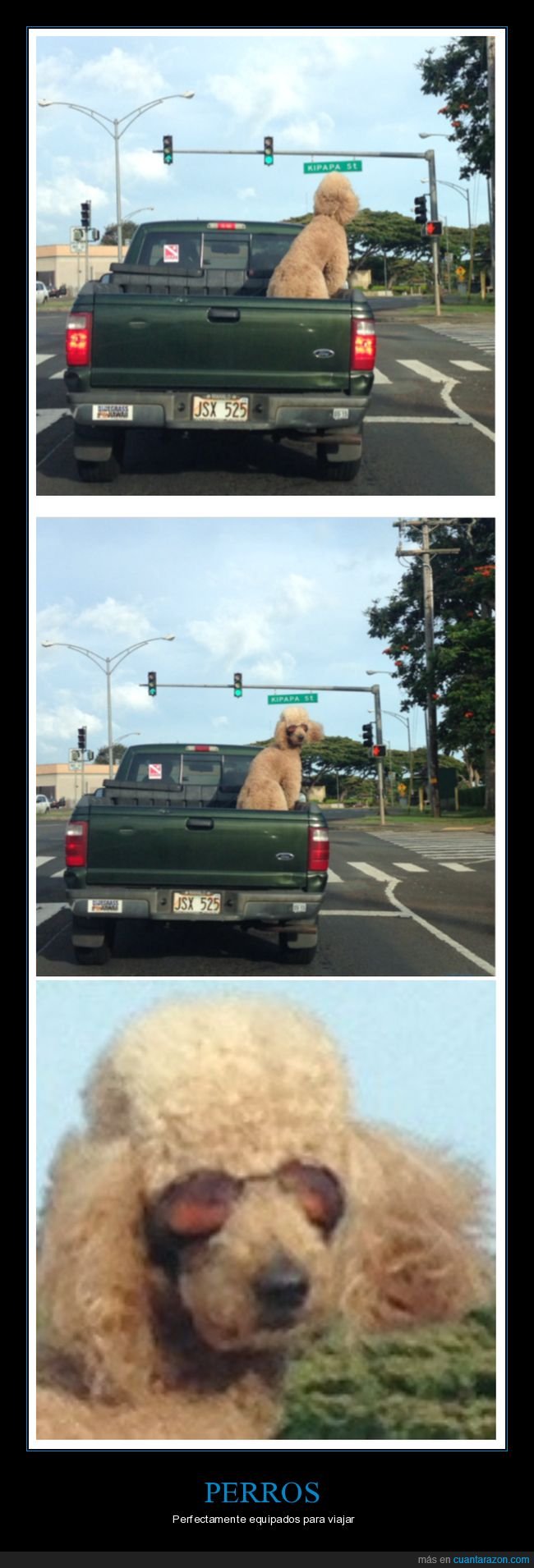 perro,gafas,coche