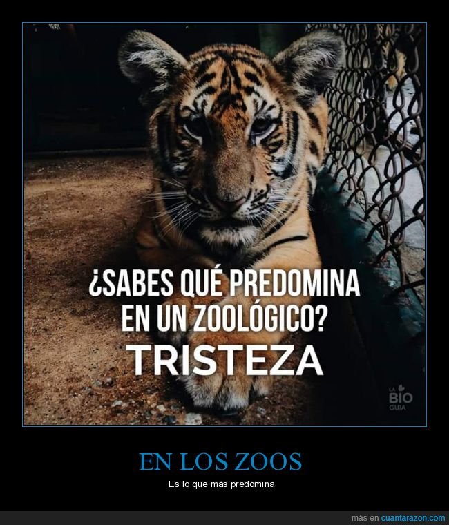 zoos,tristeza,animales