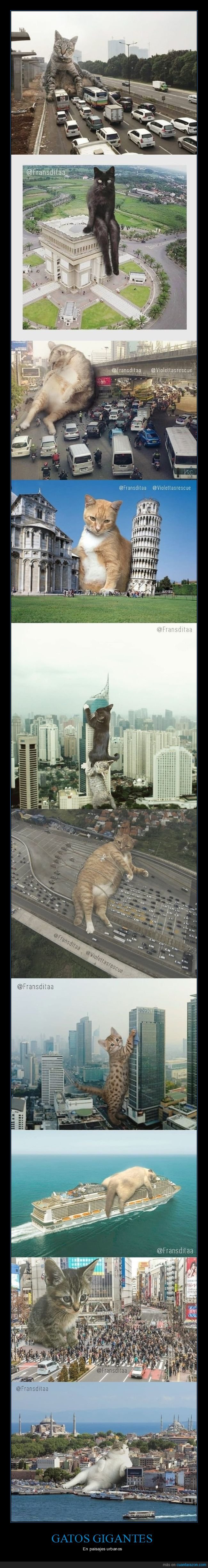 gatos,gigantes,ciudades