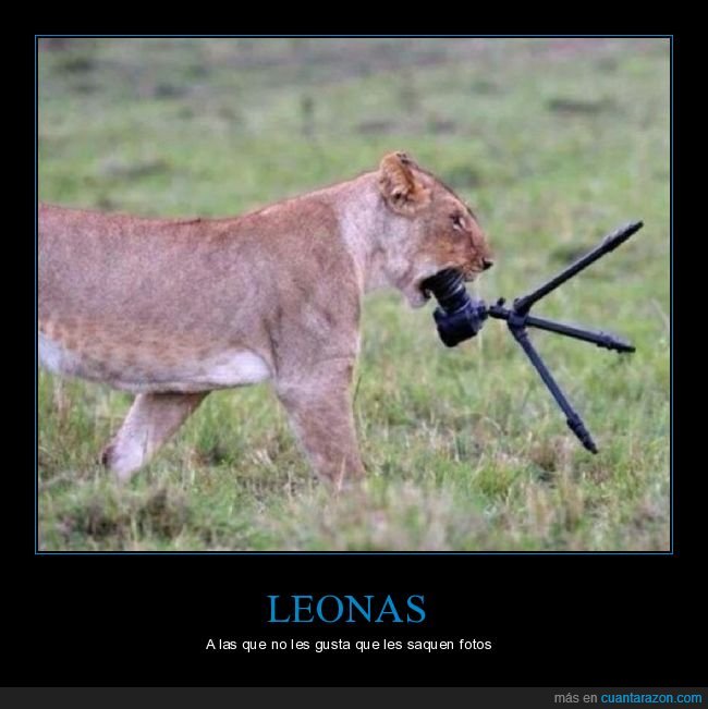 león,leona,cámara de fotos