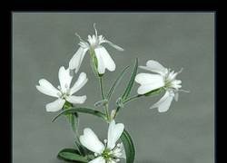 Enlace a Una belleza prehistórica