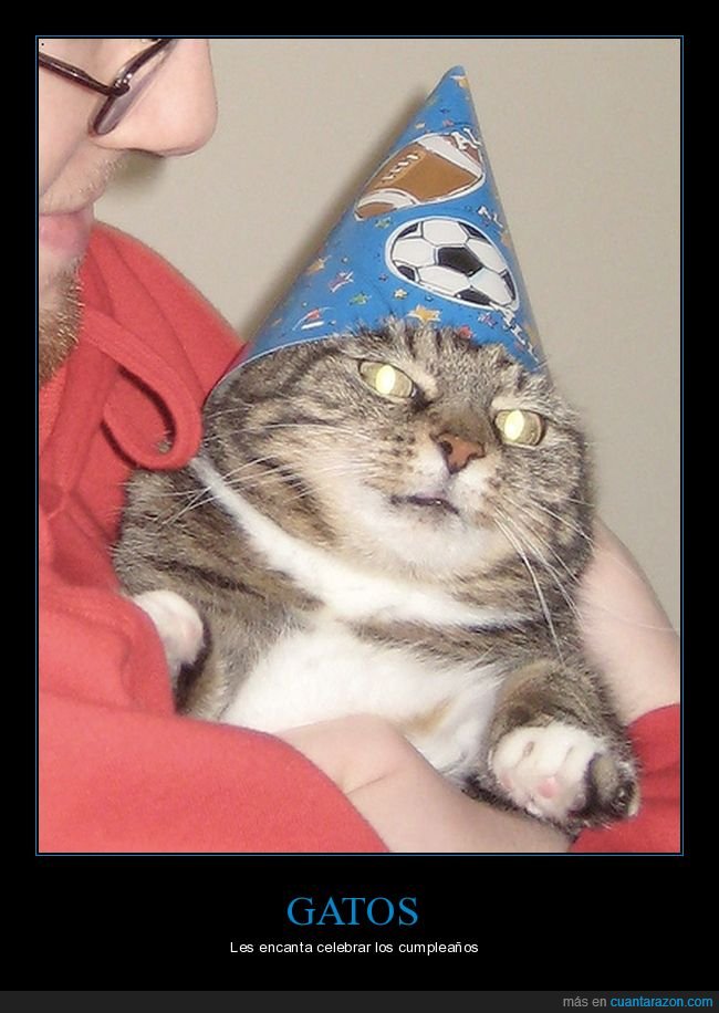 gato,celebrando,cumpleaños,cara