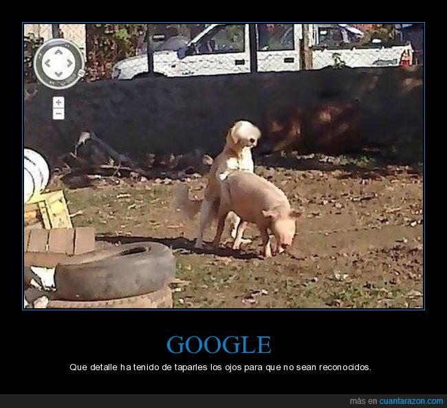 google,street view,perro,cerdo,wtf