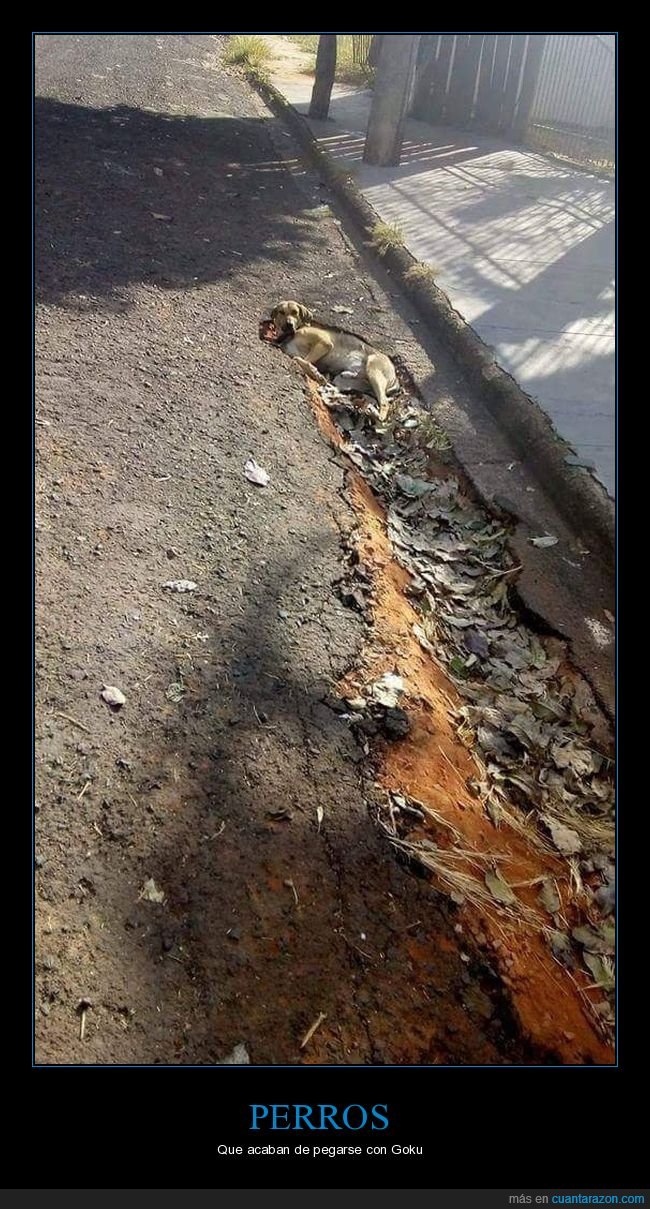 perro,asfalto,tumbado