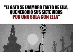 Enlace a Un gato enamorado
