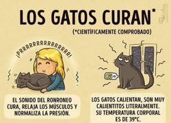 Enlace a Gatos curativos