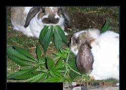 Enlace a Esos conejos nunca volvieron a ser los mismos