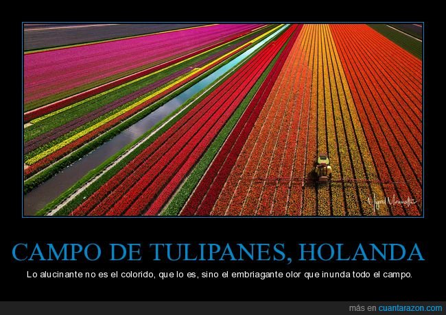 campo,color,tulipanes