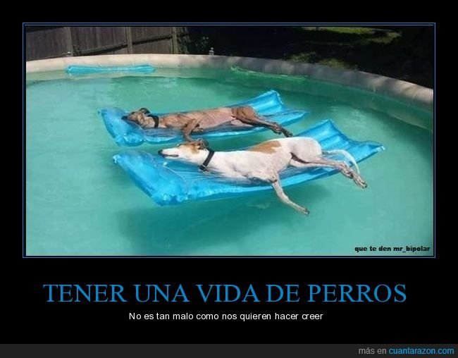 perros,vida,piscina