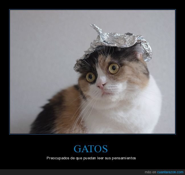 gatos,cono de aluminio,wtf